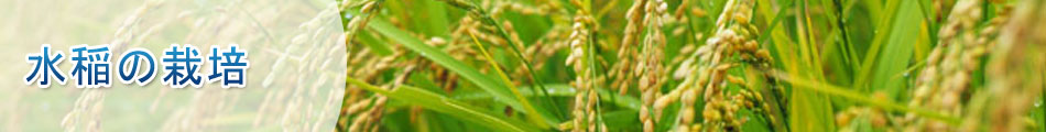 水稲の栽培